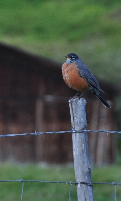 a Robin sits on a fence post